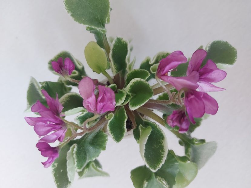  - Violeta Tser Sbylas Mechta