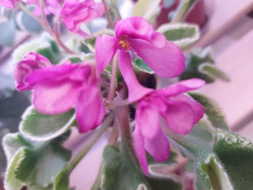  - Violeta Tser Sbylas Mechta