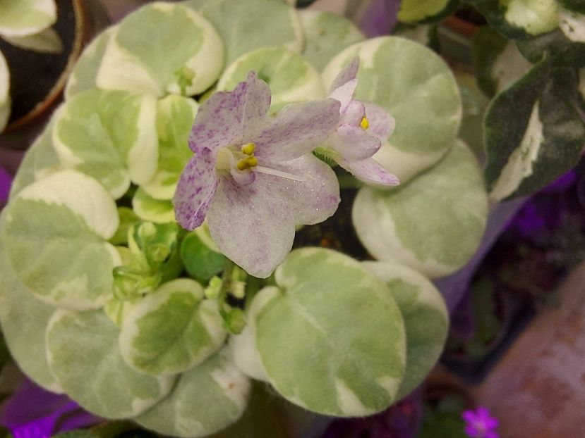  - Violeta Va-Bank chimera frunze