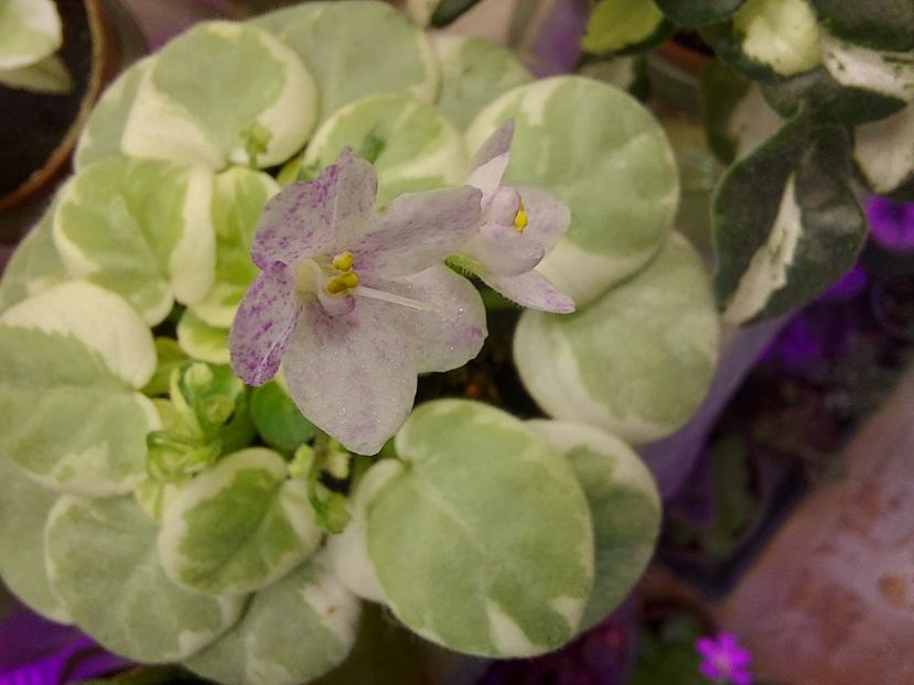  - Violeta Va-Bank chimera frunze