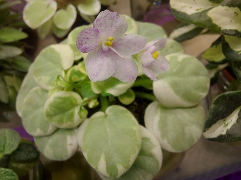  - Violeta Va-Bank chimera frunze