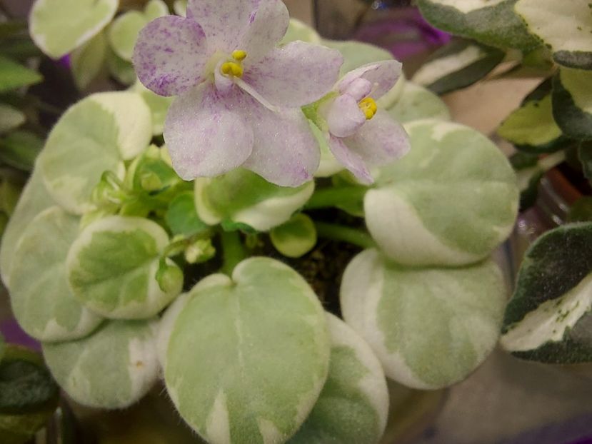  - Violeta Va-Bank chimera frunze