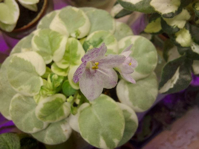  - Violeta Va-Bank chimera frunze