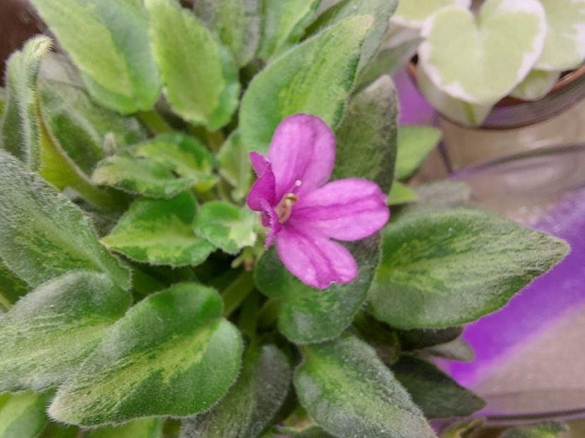  - Violeta LeV-Zimova Kazka chimera frunze