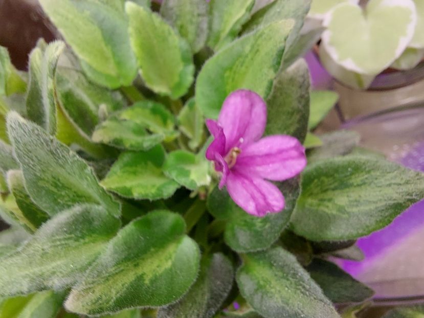  - Violeta LeV-Zimova Kazka chimera frunze