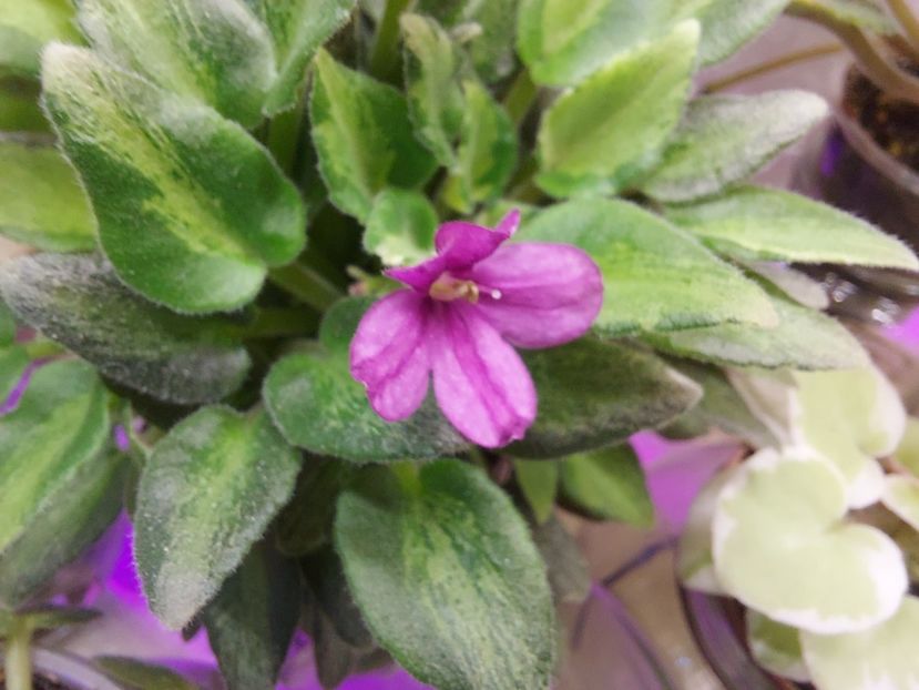  - Violeta LeV-Zimova Kazka chimera frunze