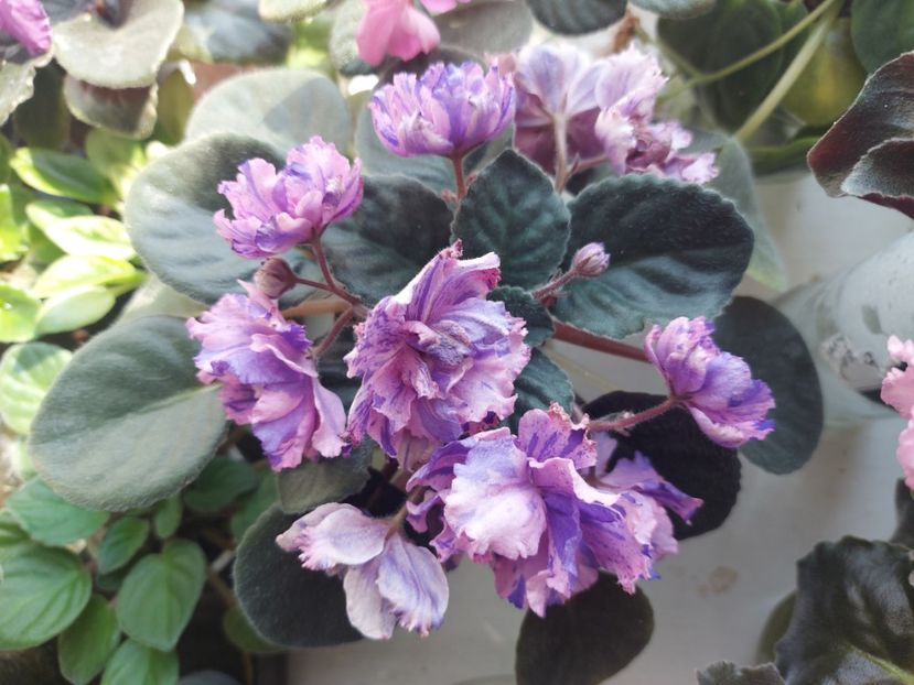  - Passio 1 fantezie batuta roz-mov