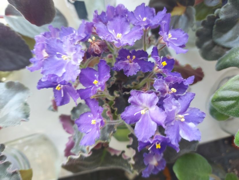  - Passio 3 mov delicat