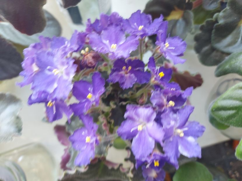  - Passio 3 mov delicat