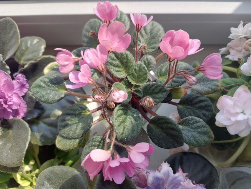  - Passio 4 Clopotei roz