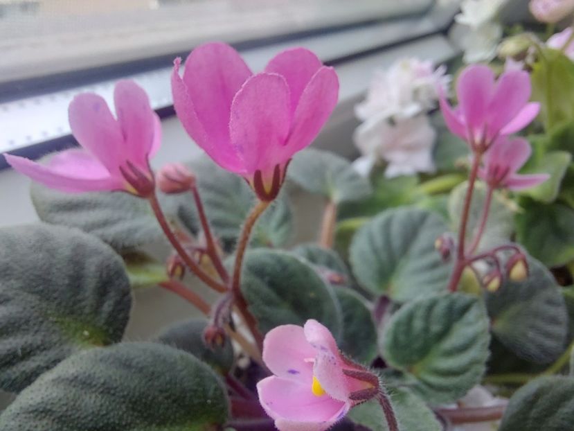  - Passio 4 Clopotei roz