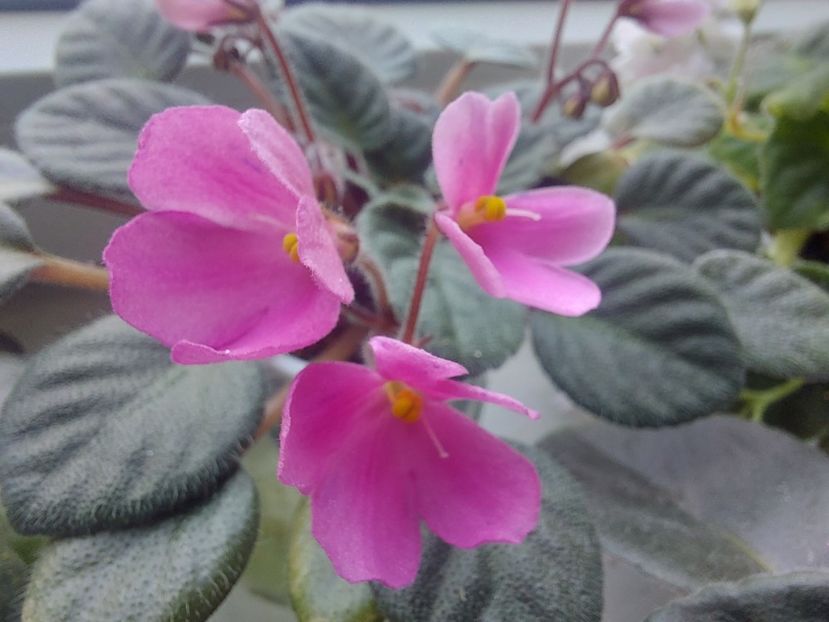  - Passio 4 Clopotei roz