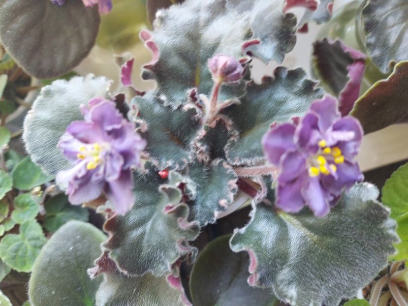  - Passio 5 furtuna indigo