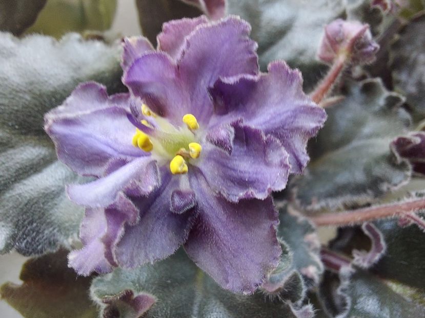  - Passio 5 furtuna indigo