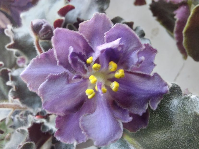  - Passio 5 furtuna indigo