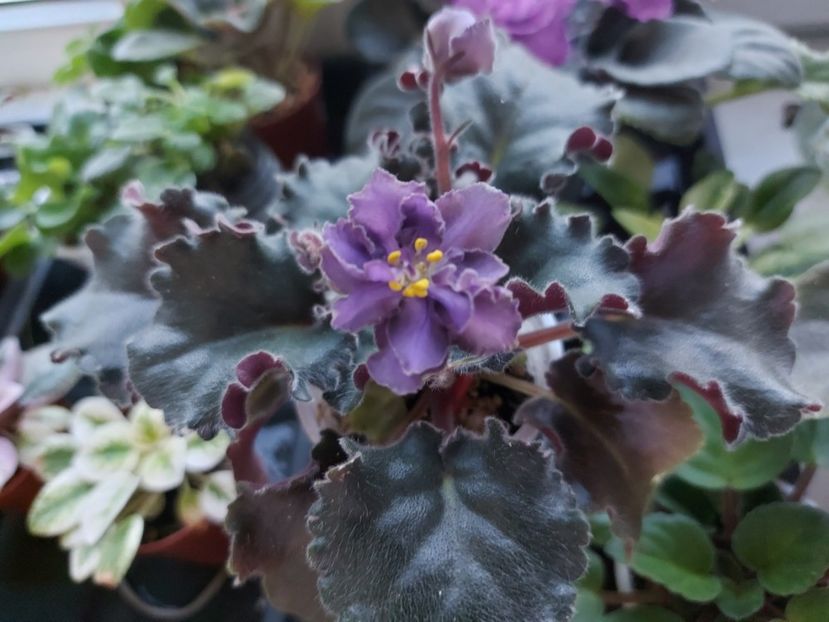  - Passio 5 furtuna indigo