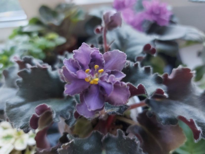  - Passio 5 furtuna indigo