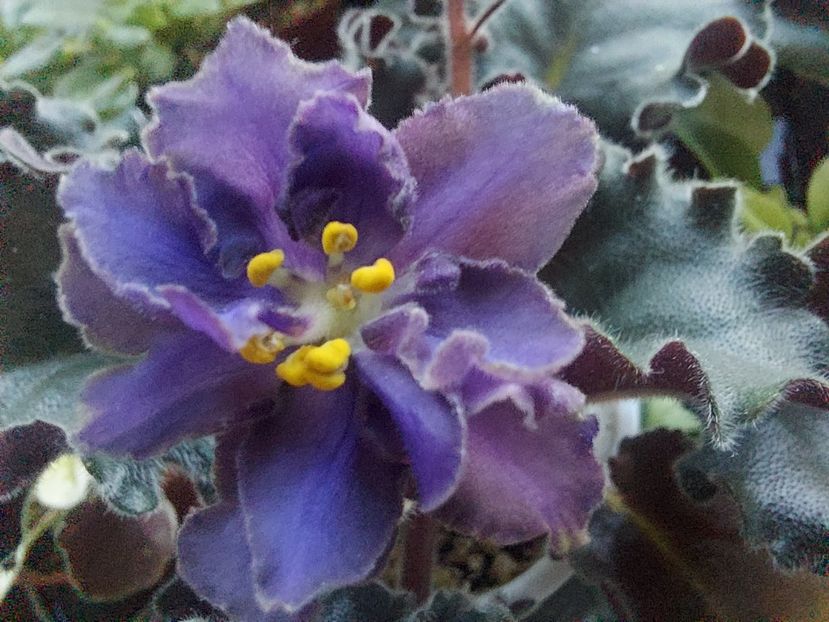  - Passio 5 furtuna indigo