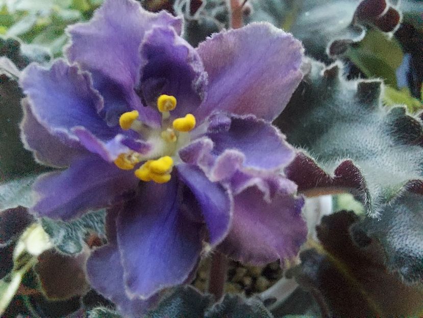  - Passio 5 furtuna indigo