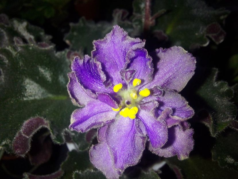  - Passio 5 furtuna indigo