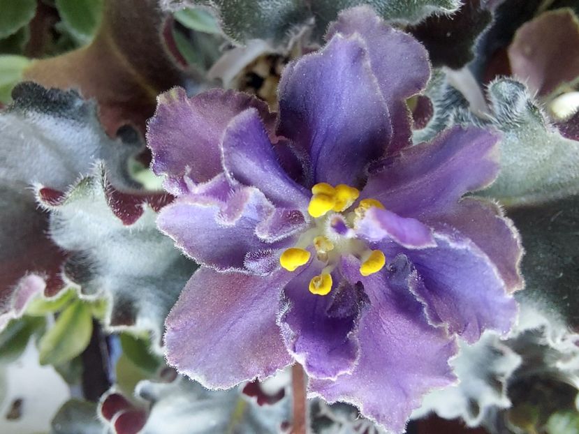  - Passio 5 furtuna indigo