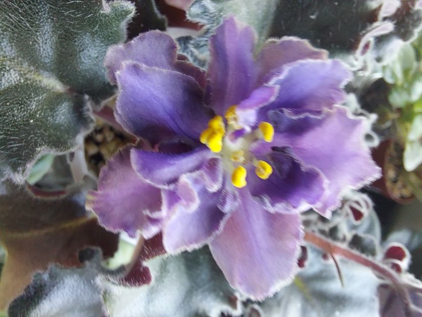  - Passio 5 furtuna indigo