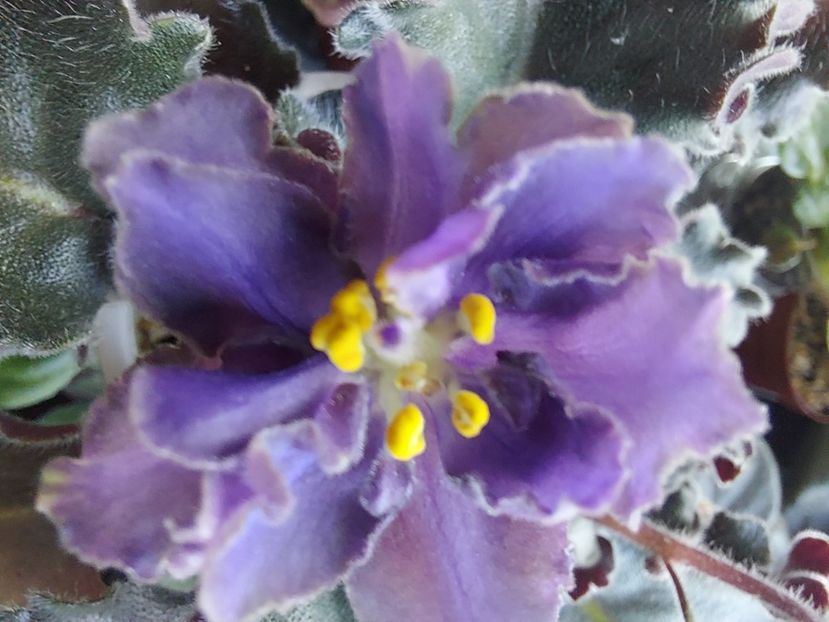  - Passio 5 furtuna indigo