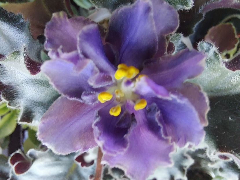  - Passio 5 furtuna indigo