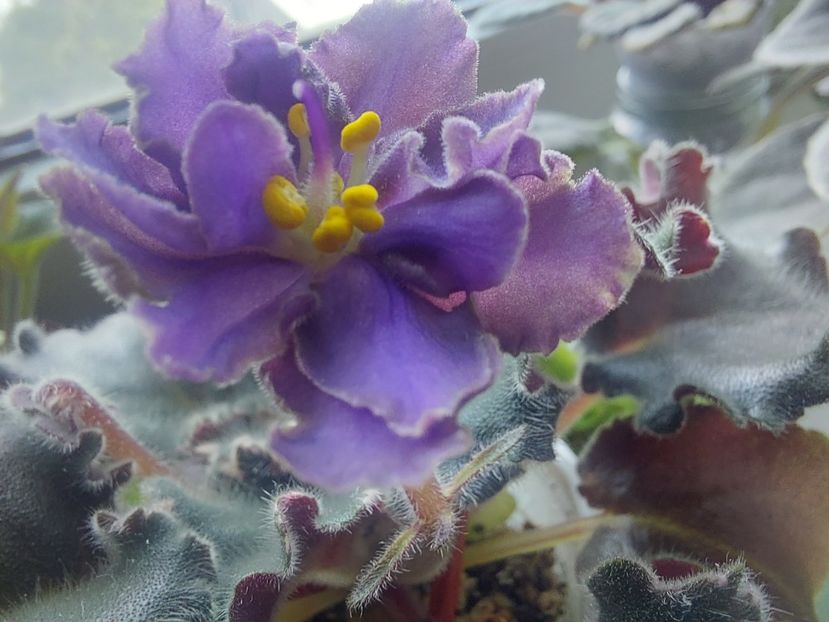  - Passio 5 furtuna indigo