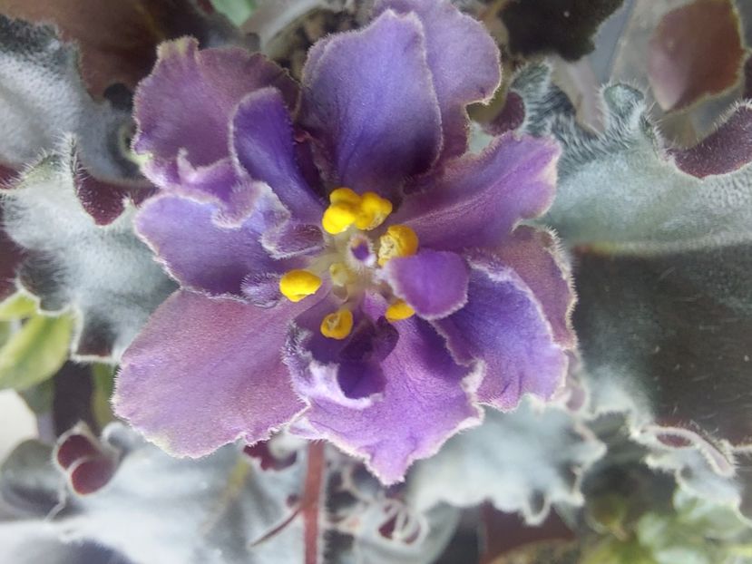  - Passio 5 furtuna indigo