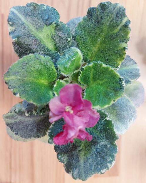  - Violeta TaK-Arbuzyk chimera frunze