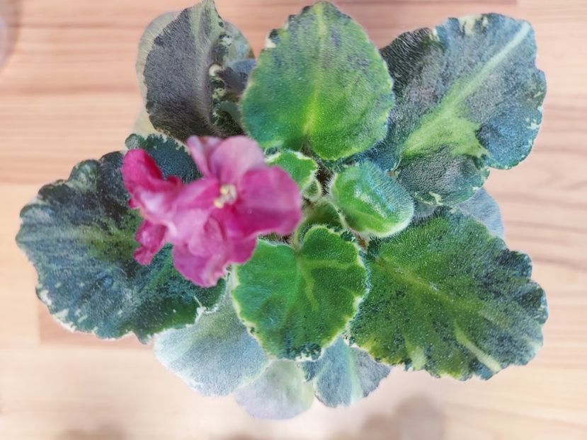  - Violeta TaK-Arbuzyk chimera frunze