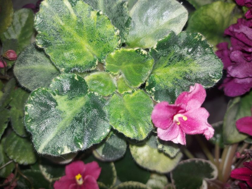  - Violeta TaK-Arbuzyk chimera frunze