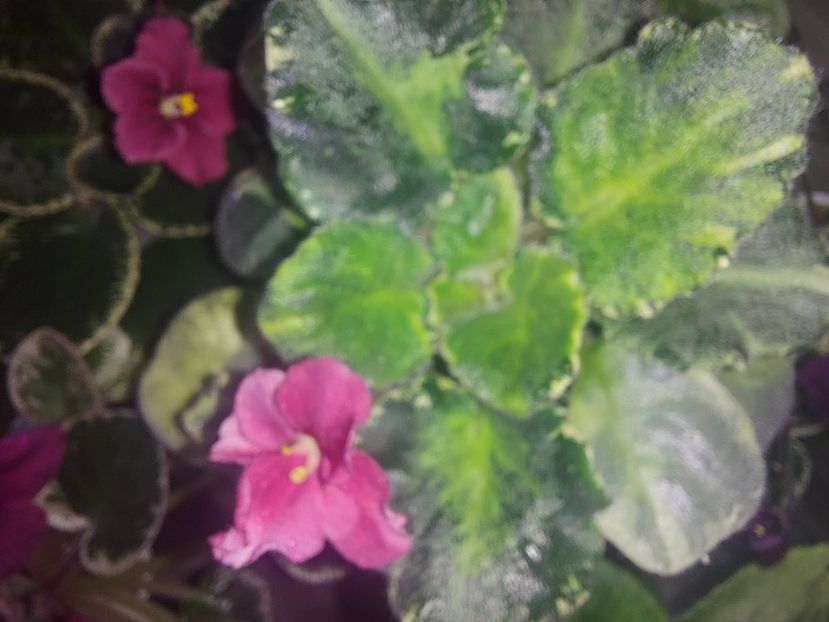  - Violeta TaK-Arbuzyk chimera frunze