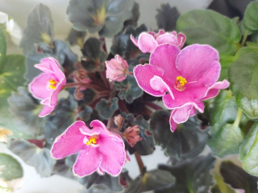  - Violeta Ma s Melody Girl