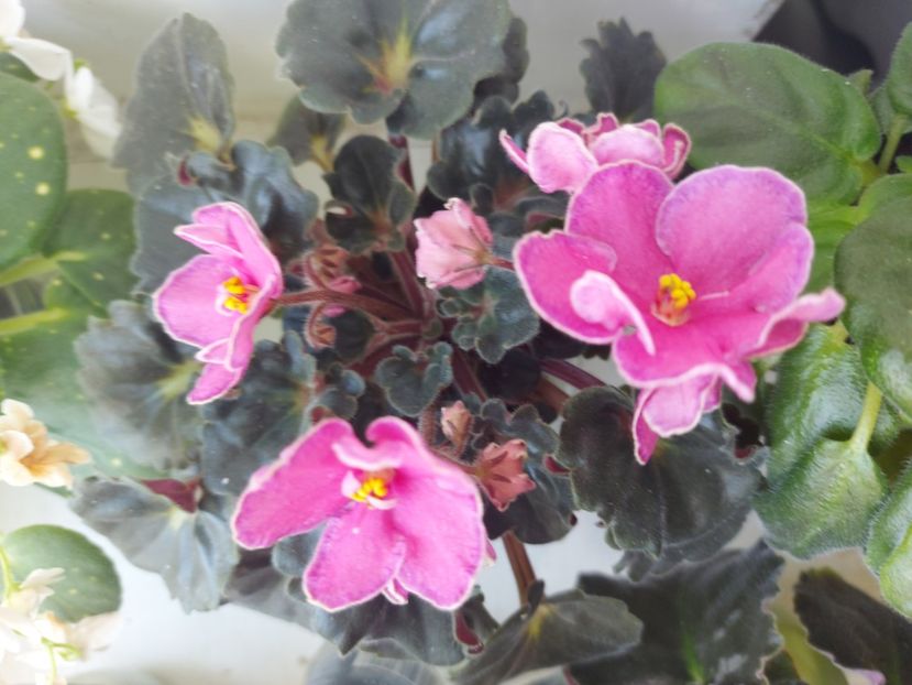  - Violeta Ma s Melody Girl