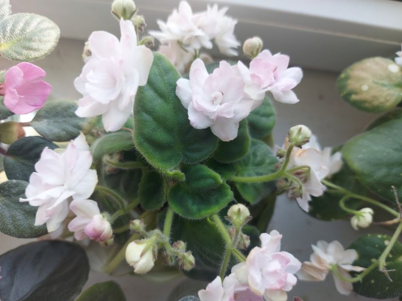  - Violeta DS-Endorfin