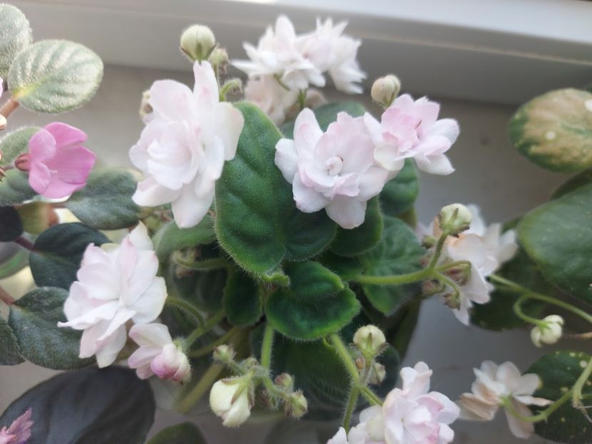  - Violeta DS-Endorfin