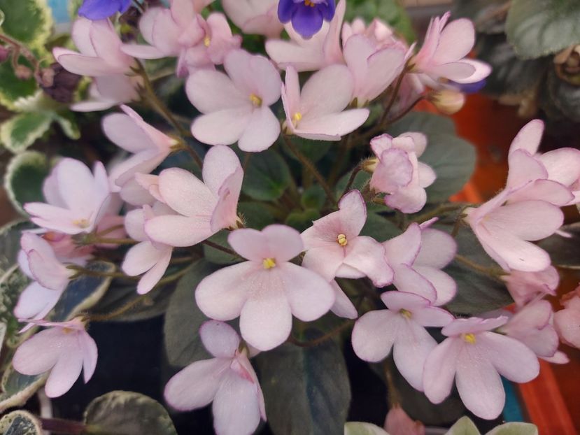  - Violeta N-Thumbelina