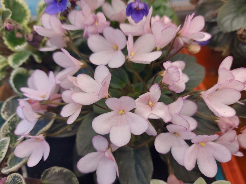  - Violeta N-Thumbelina