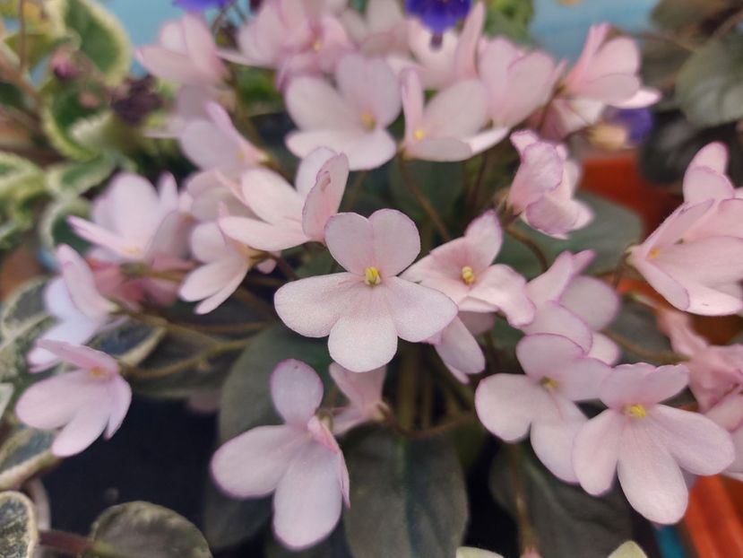  - Violeta N-Thumbelina