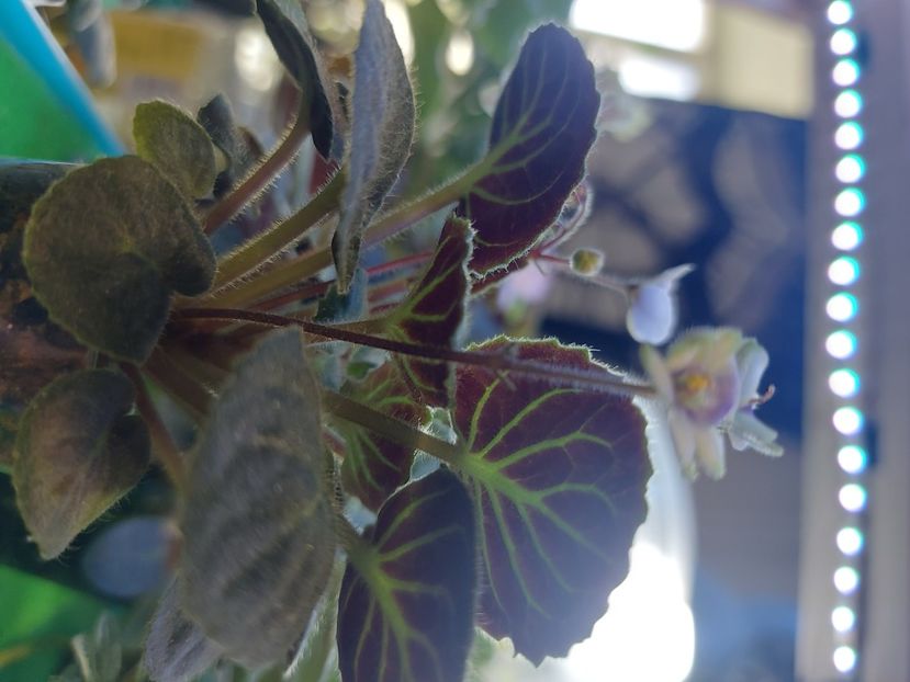  - Violeta Saintpaulia Velutina Lite