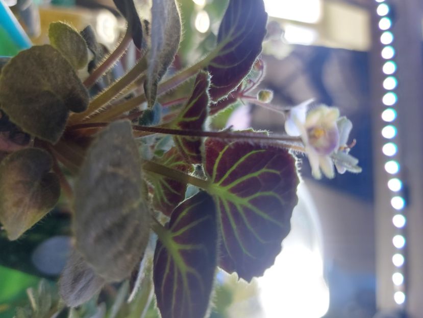  - Violeta Saintpaulia Velutina Lite