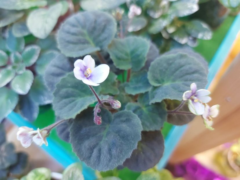  - Violeta Saintpaulia Velutina Lite