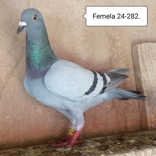 Femela 24-282 - Vanat