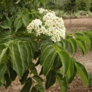 evodia danielli 1,3m 20lei - aaPlante ornamentale disponibile