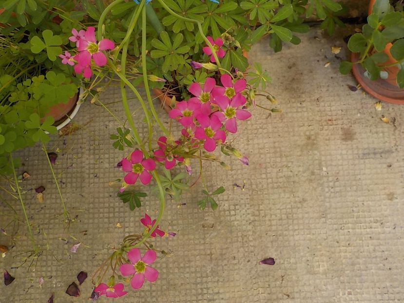  - oxalis adenophylla