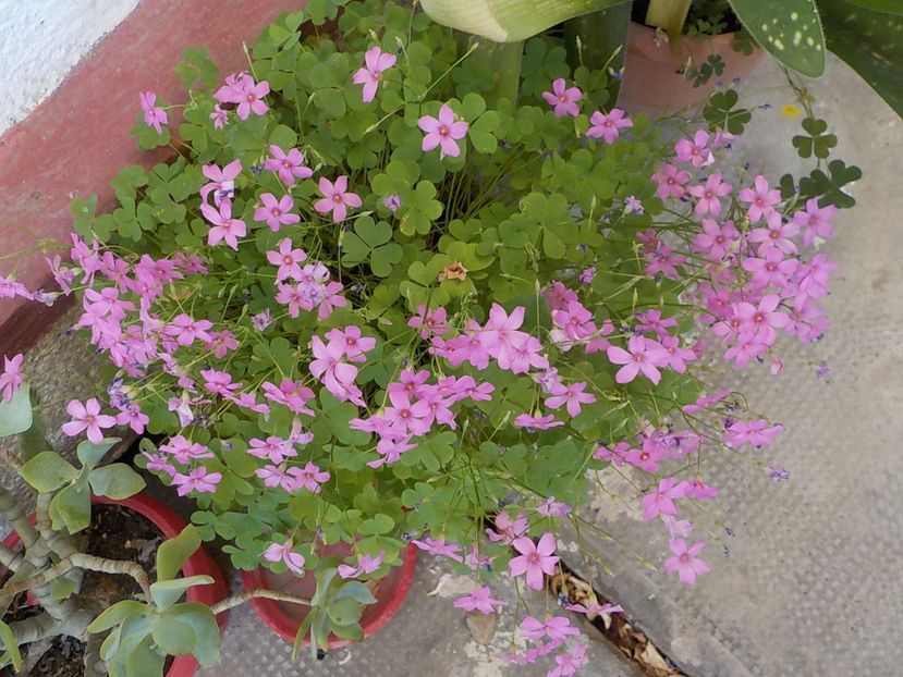  - oxalis rubra