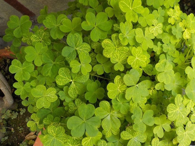  - oxalis corimbosa aureo