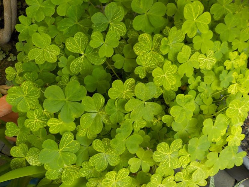  - oxalis corimbosa aureo